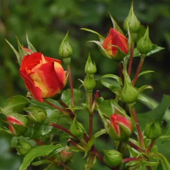 Rosa Gebrüder Grimm® - naranja - Árbol de Rosas Floribunda - rosal de pie alto- forma de corona tupida
