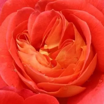 Ruže - online - koupit - stromčekové ruže - Stromkové ruže, kvety kvitnú v skupinkách - oranžový - Gebrüder Grimm® - bez vône