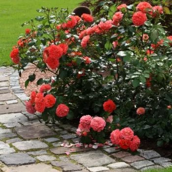 Portocale - Trandafiri Floribunda   (70-80 cm)