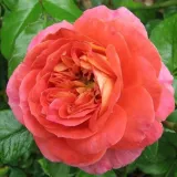 Narancssárga - nem illatos rózsa - Online rózsa vásárlás - Rosa Gebrüder Grimm® - virágágyi floribunda rózsa