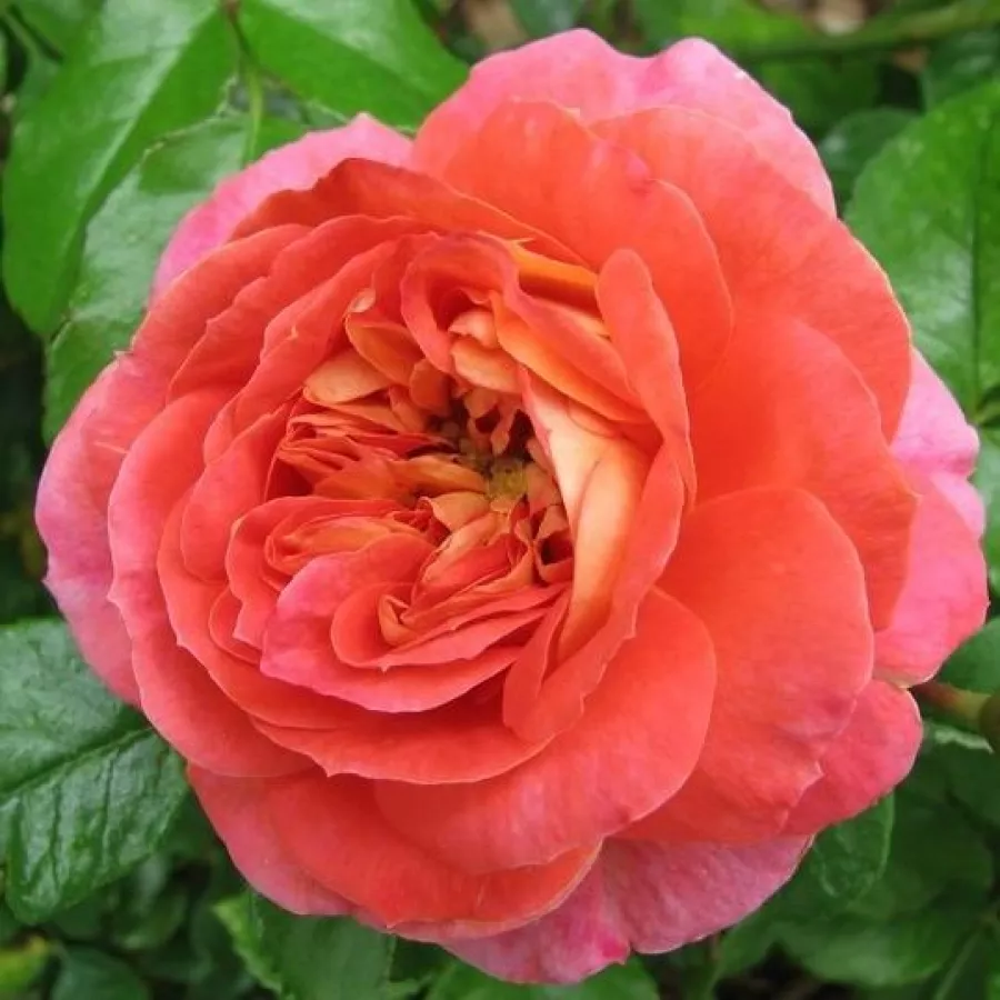 Pomarańczowy - Róża - Gebrüder Grimm® - róże sklep internetowy