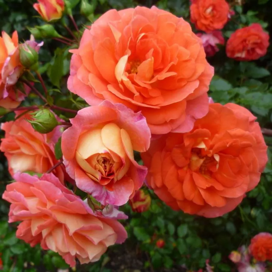 Róże rabatowe grandiflora - floribunda - Róża - Gebrüder Grimm® - róże sklep internetowy