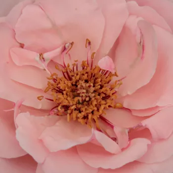 Online rózsa kertészet - rózsaszín - virágágyi floribunda rózsa - Pink Elizabeth Arden - diszkrét illatú rózsa - citrom aromájú - (60-120 cm)