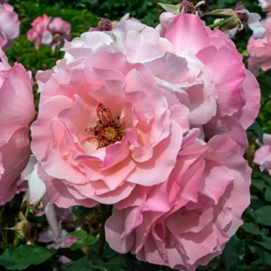 Roz - Trandafiri - Pink Elizabeth Arden - Trandafiri online
