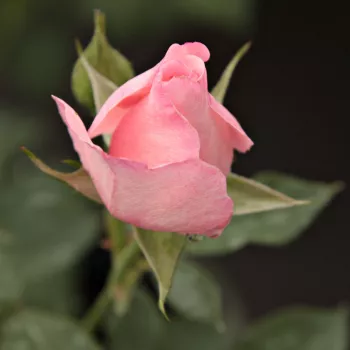 Rosa Pink Elizabeth Arden - roz - trandafiri pomisor - Trandafir copac cu trunchi înalt – cu flori în buchet