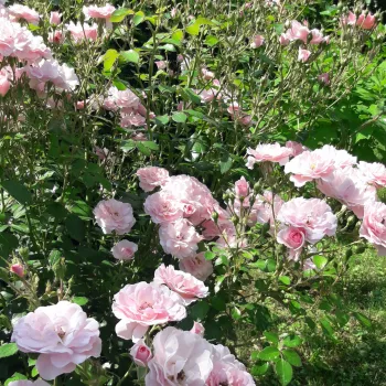 Bledě růžová - stromkové růže - Stromkové růže, květy kvetou ve skupinkách