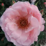 Záhonová ruža - floribunda - ružová - Rosa Pink Elizabeth Arden - mierna vôňa ruží - citrónová príchuť