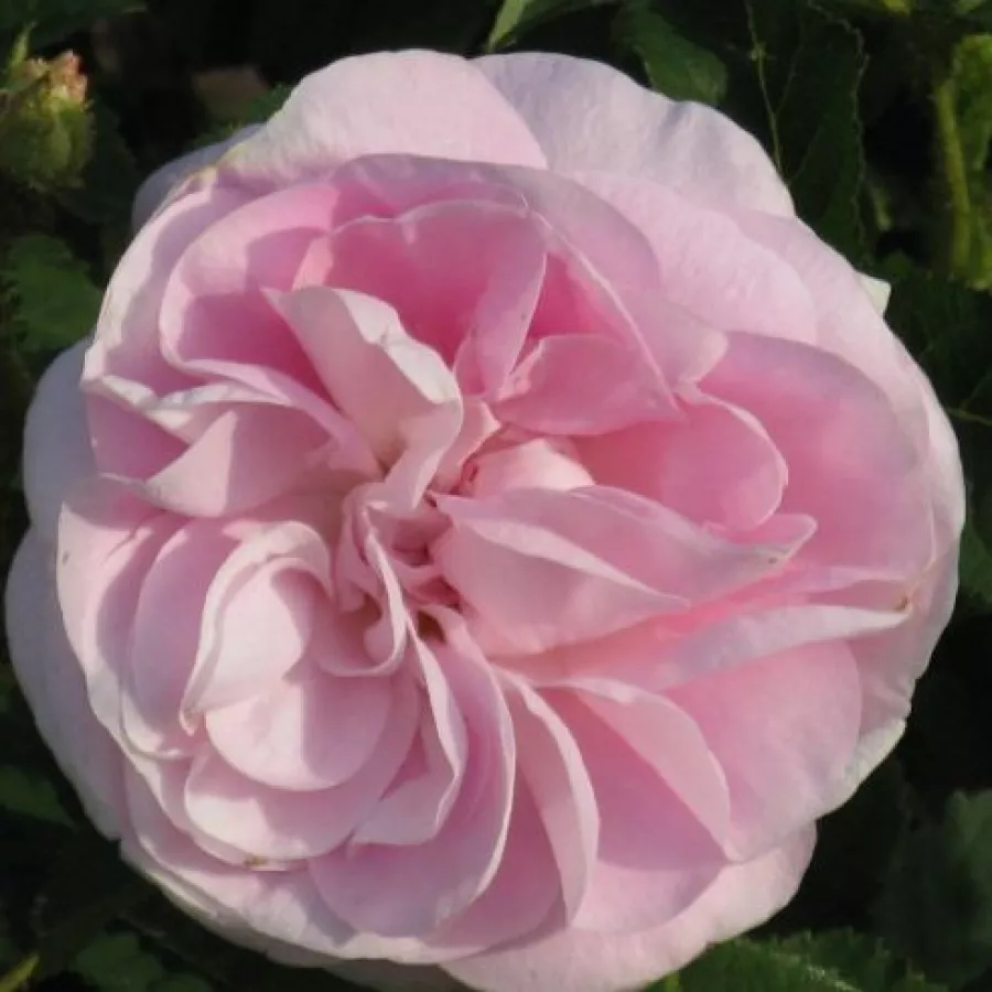 Történelmi - moha rózsa - Rózsa - Général Kléber - Online rózsa rendelés