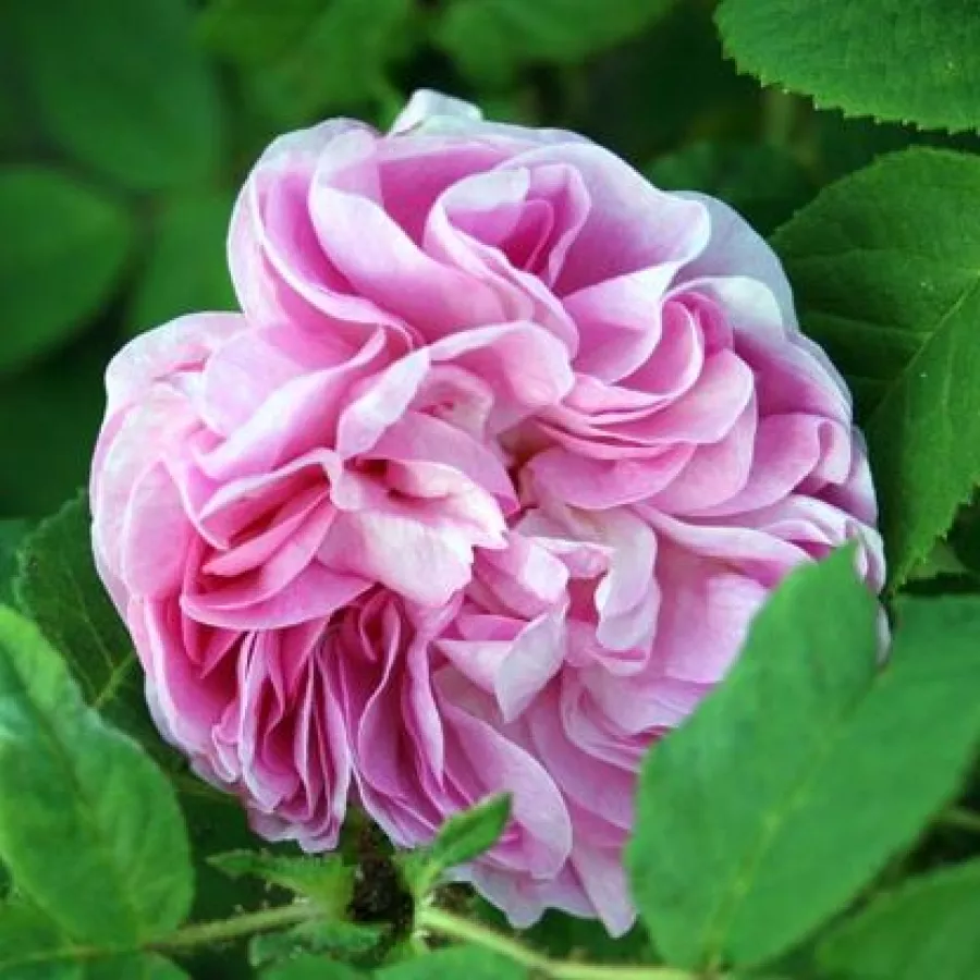 Różowy - Róża - Général Kléber - Szkółka Róż Rozaria