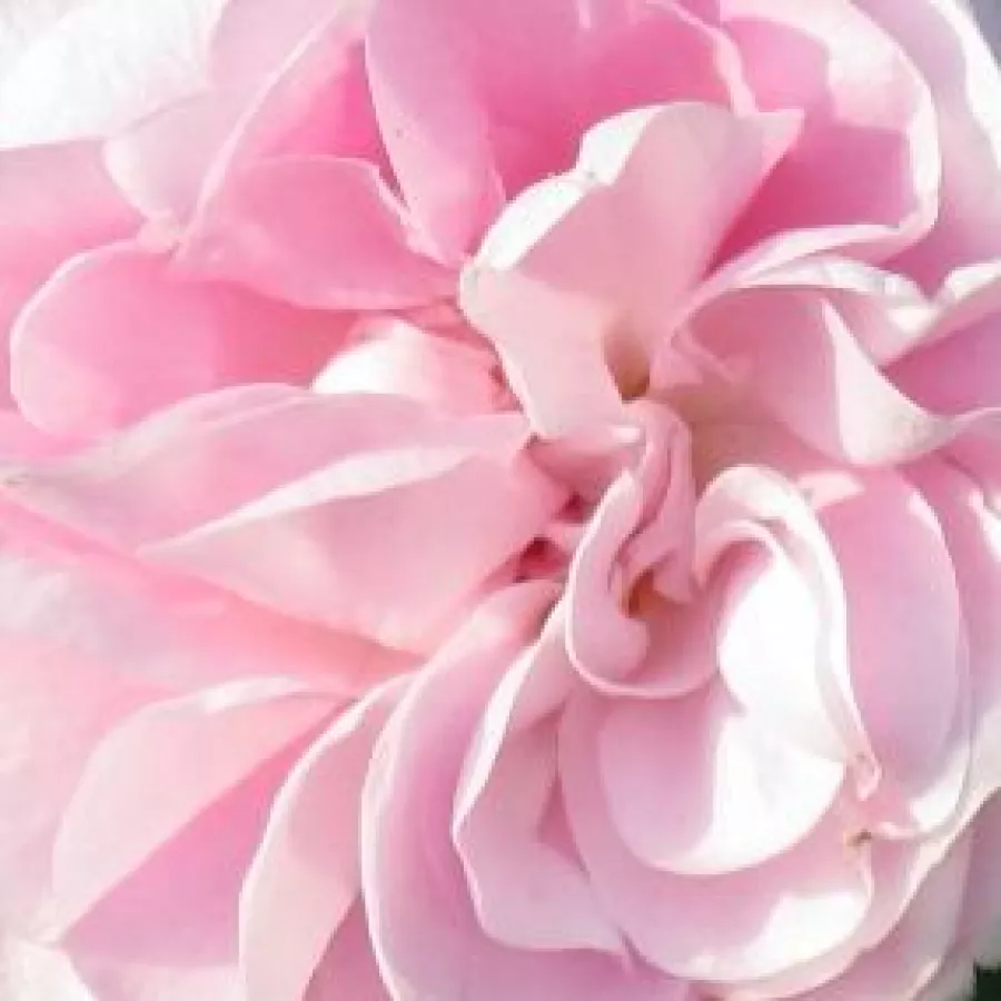 Moss - Rosa - Général Kléber - Produzione e vendita on line di rose da giardino