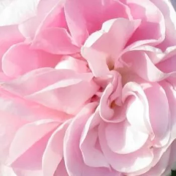 Online rózsa webáruház - történelmi - moha rózsa - rózsaszín - intenzív illatú rózsa - damaszkuszi aromájú - Général Kléber - (120-180 cm)