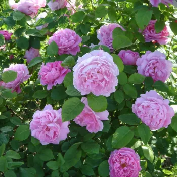Világos rózsaszín - angolrózsa virágú- magastörzsű rózsafa  - intenzív illatú rózsa - damaszkuszi aromájú