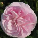 Mahovina ruža - intenzivan miris ruže - ružičasta - Rosa Général Kléber