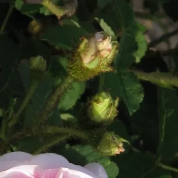 Rosa Général Kléber - rózsaszín - történelmi - moha rózsa