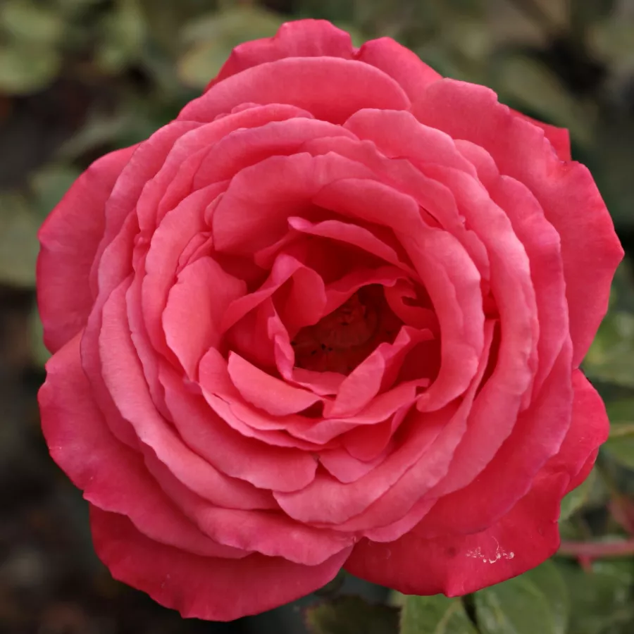 Czerwony - Róża - Amica™ - Szkółka Róż Rozaria
