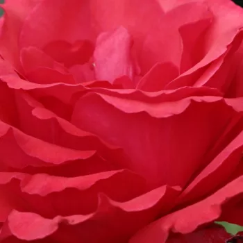 Ruže - online - koupit - čajohybrid - červený - intenzívna vôňa ruží - aróma centra - Amica™ - (50-150 cm)