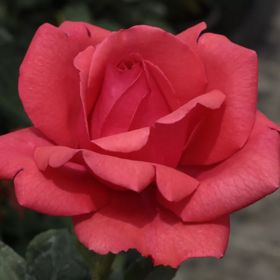 Rojo - Rosa - Amica™ - rosal de pie alto