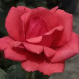 Rdeča - drevesne vrtnice - Rosa Amica™ - Vrtnica intenzivnega vonja