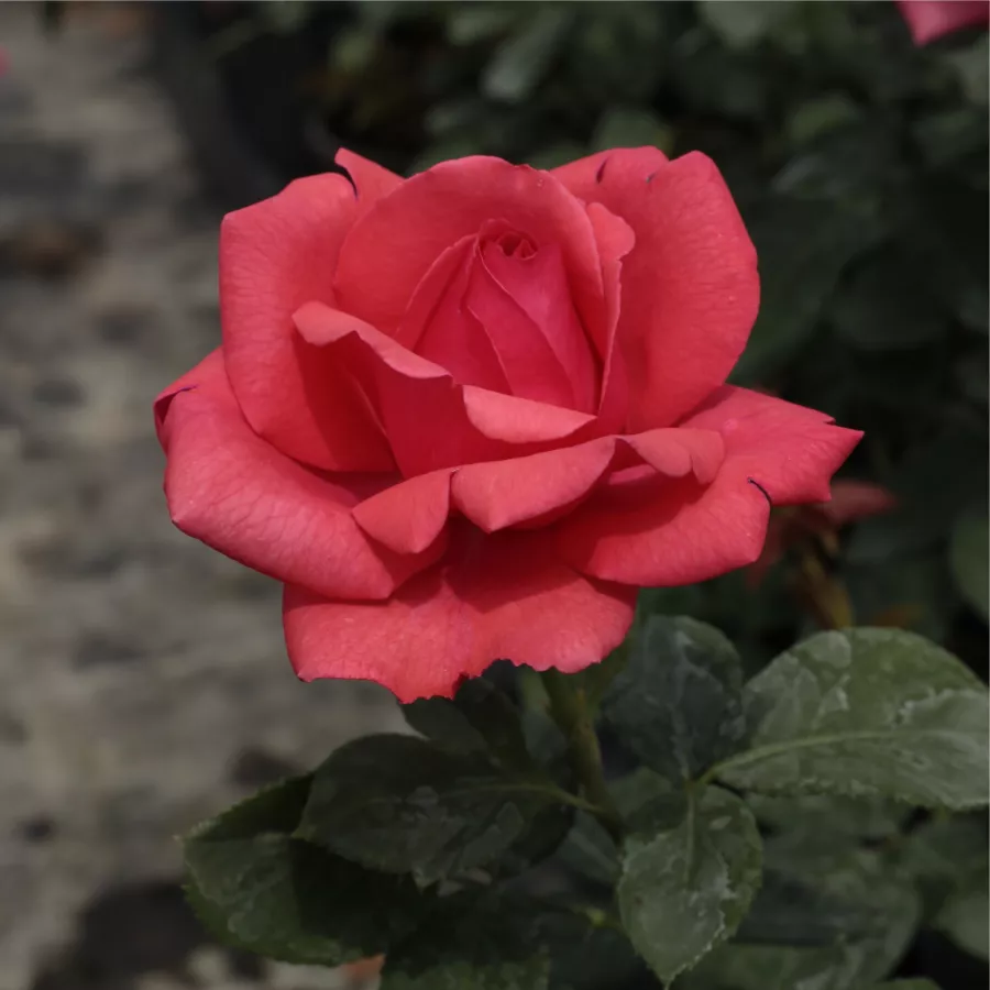 árbol de rosas híbrido de té – rosal de pie alto - Rosa - Amica™ - rosal de pie alto