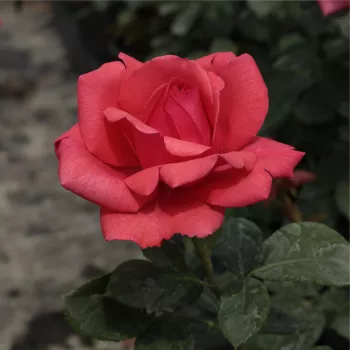 Rosa Amica™ - rojo - árbol de rosas híbrido de té – rosal de pie alto