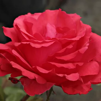 Rojo vivo con tonos naranja - árbol de rosas híbrido de té – rosal de pie alto - rosa de fragancia intensa - centifolia