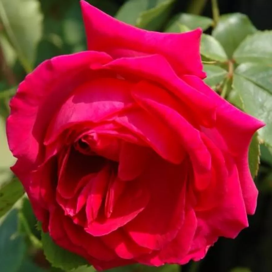Różowy - Róża - General MacArthur™ - Szkółka Róż Rozaria
