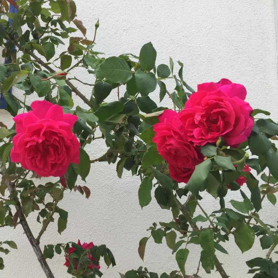 General MacArthur - Rosa - General MacArthur™ - Produzione e vendita on line di rose da giardino