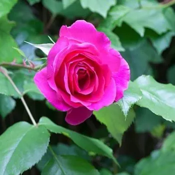 Rosa General MacArthur™ - rosa - árbol de rosas híbrido de té – rosal de pie alto