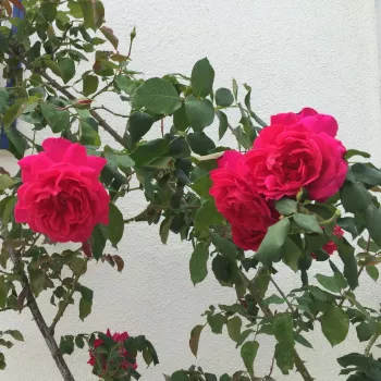 Rosa oscuro - árbol de rosas híbrido de té – rosal de pie alto - rosa de fragancia intensa - manzana