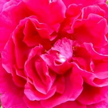 Ruže - eshop  - ružová - stromčekové ruže - Stromkové ruže s kvetmi čajohybridov - General MacArthur™ - intenzívna vôňa ruží - aróma jabĺk