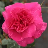 Stromčekové ruže - ružová - Rosa General MacArthur™ - intenzívna vôňa ruží - aróma jabĺk