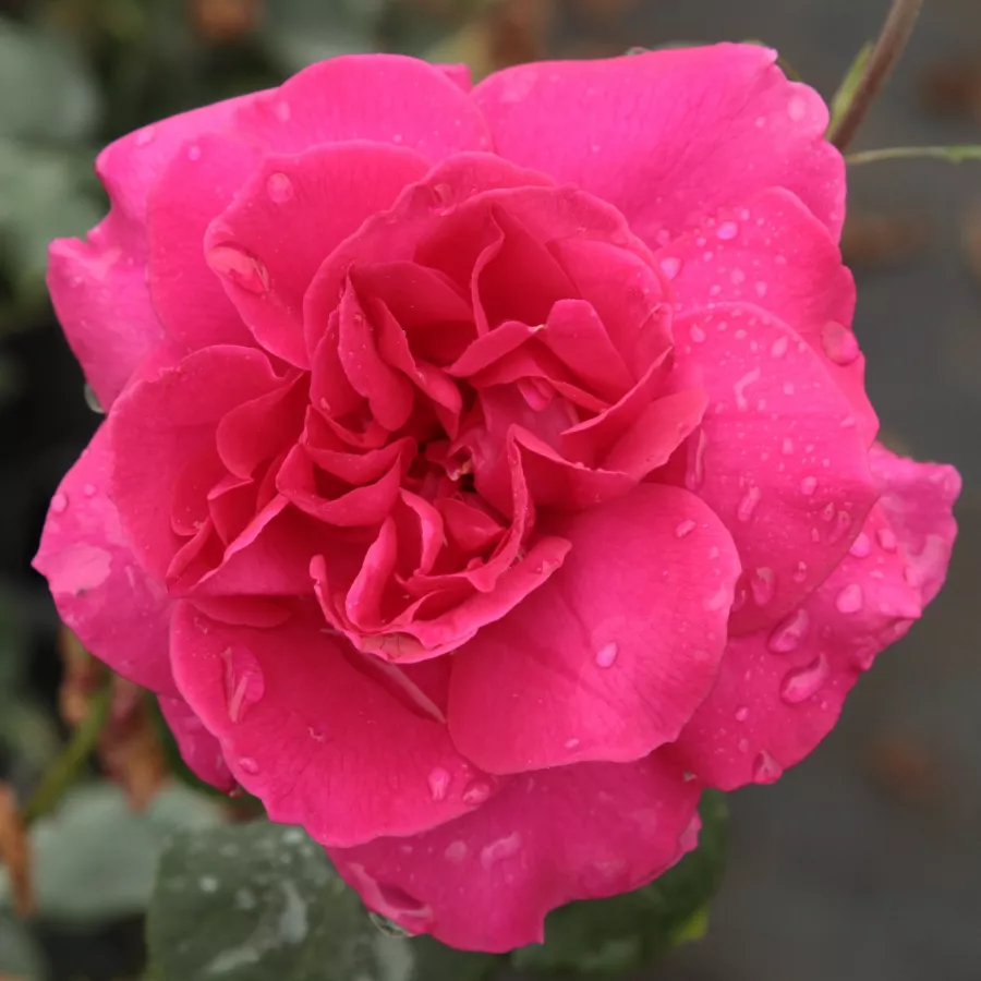 Róża o intensywnym zapachu - Róża - General MacArthur™ - sadzonki róż sklep internetowy - online