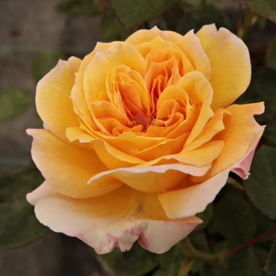 Rose Nostalgiche - Rosa - Georges Denjean™ - Produzione e vendita on line di rose da giardino