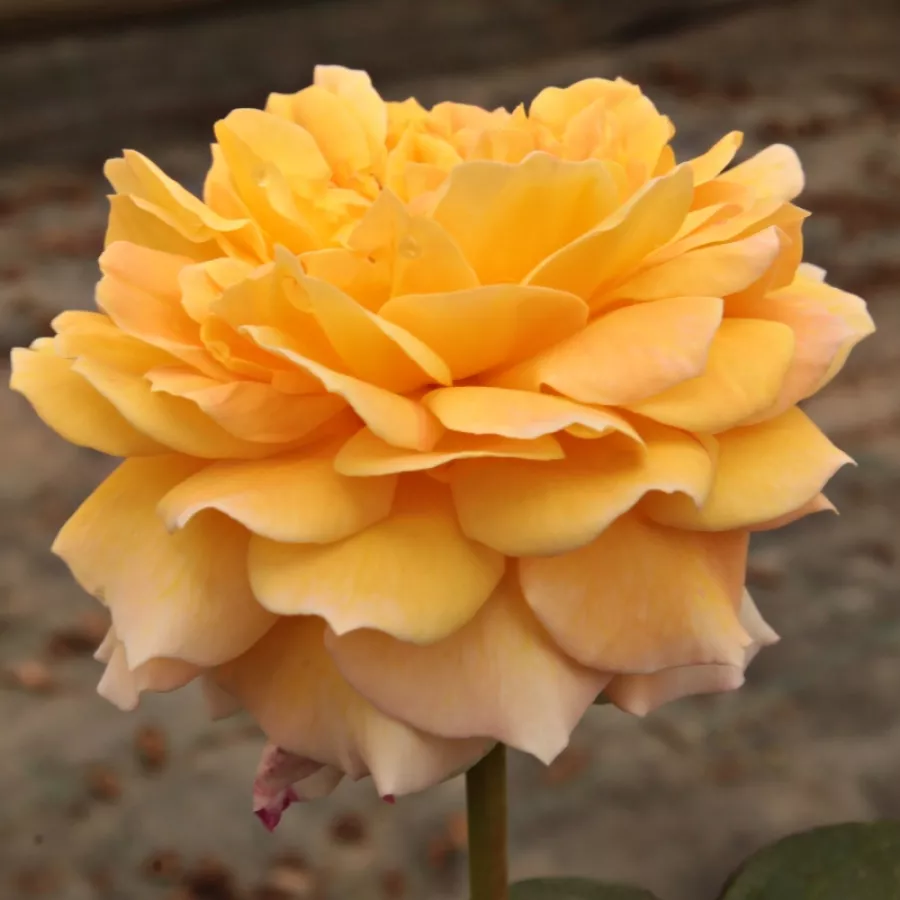 żółty - Róża - Georges Denjean™ - Szkółka Róż Rozaria