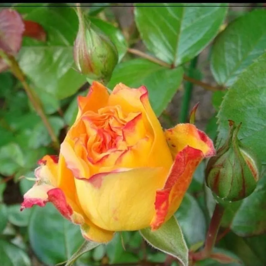 Rosa intensamente profumata - Rosa - Georges Denjean™ - Produzione e vendita on line di rose da giardino