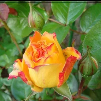 Rosa Georges Denjean™ - žuta boja - Nostalgična ruža
