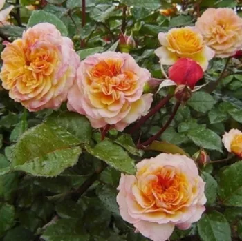 Amarillo con tonos naranja - rosales nostalgicos - rosa de fragancia intensa - centifolia
