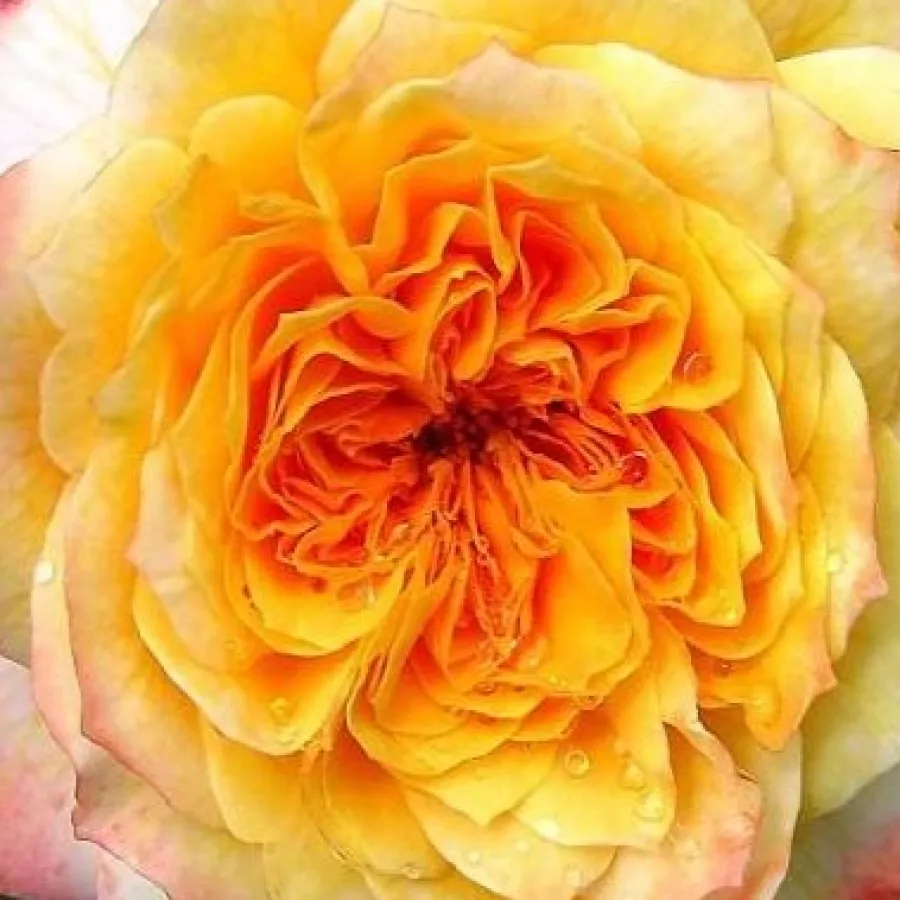 Shrub - Róża - Georges Denjean™ - Szkółka Róż Rozaria