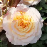 Geel - stamrozen - Rosa Georges Denjean™ - sterk geurende roos