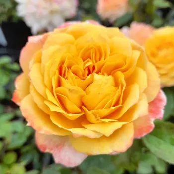 Rosa Georges Denjean™ - żółty - róża pienna - Róże pienne - z kwiatami róży angielskiej