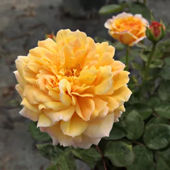 Pomarańczowo-żółty z różowym obrzeżem - róża pienna - Róże pienne - z kwiatami róży angielskiej