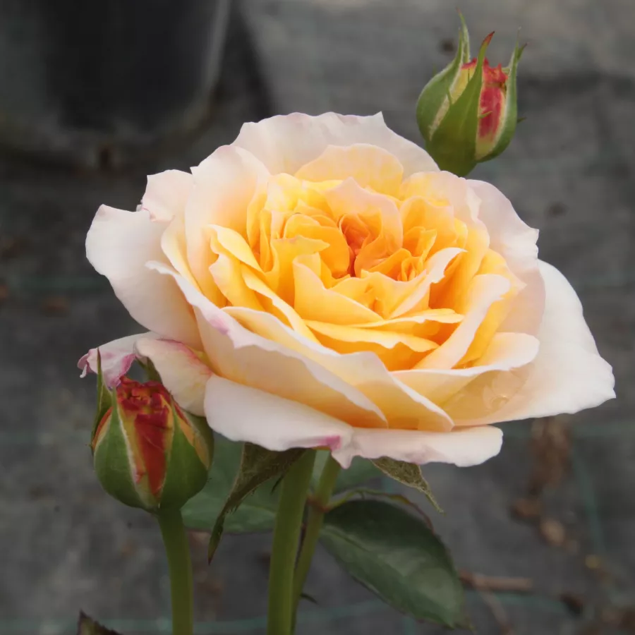 Trandafiri nostalgici - Trandafiri - Georges Denjean™ - comanda trandafiri online