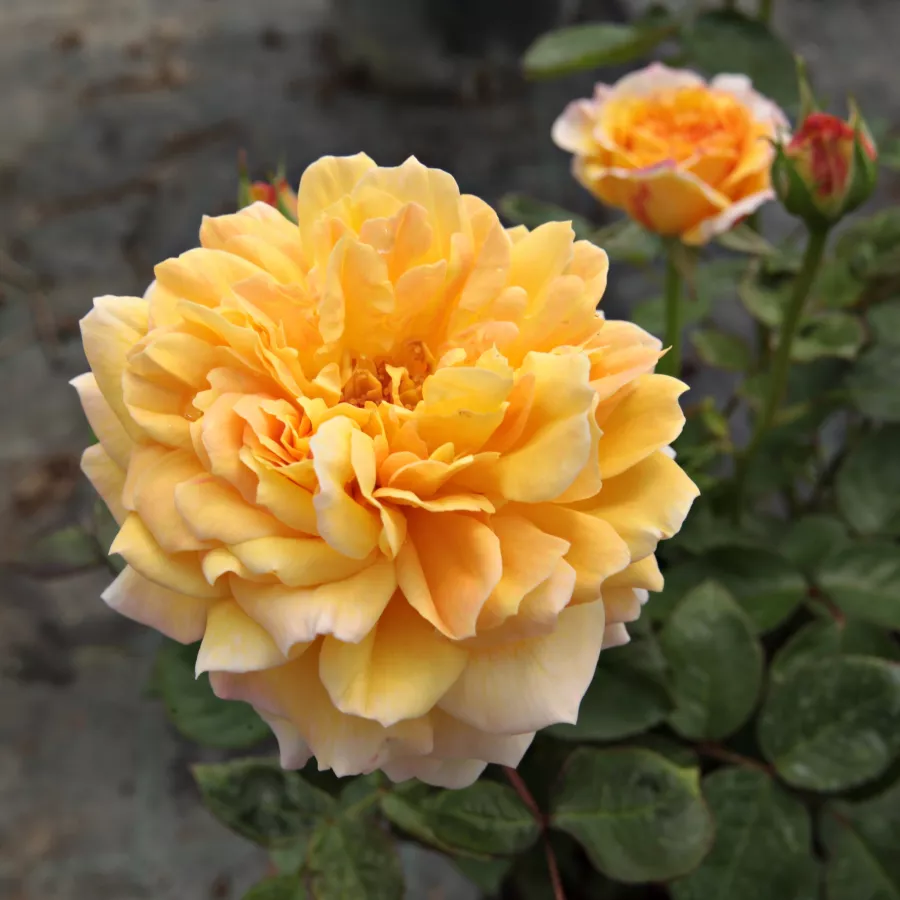 Plină, densă - Trandafiri - Georges Denjean™ - comanda trandafiri online