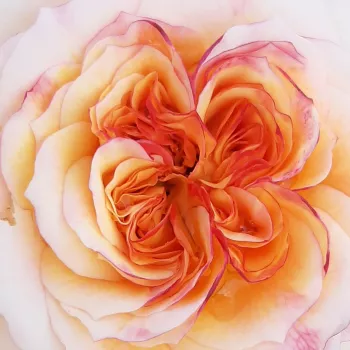 Růže online bazar - Nostalgické růže - žlutá - Georges Denjean™ - intenzivní - (80-100 cm)