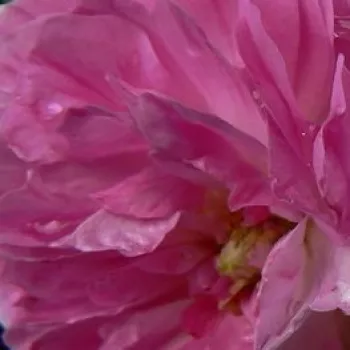 Rózsa rendelés online - rózsaszín - fehér - történelmi - régi kerti rózsa - Geschwinds Orden - diszkrét illatú rózsa - édes aromájú - (400-500 cm)