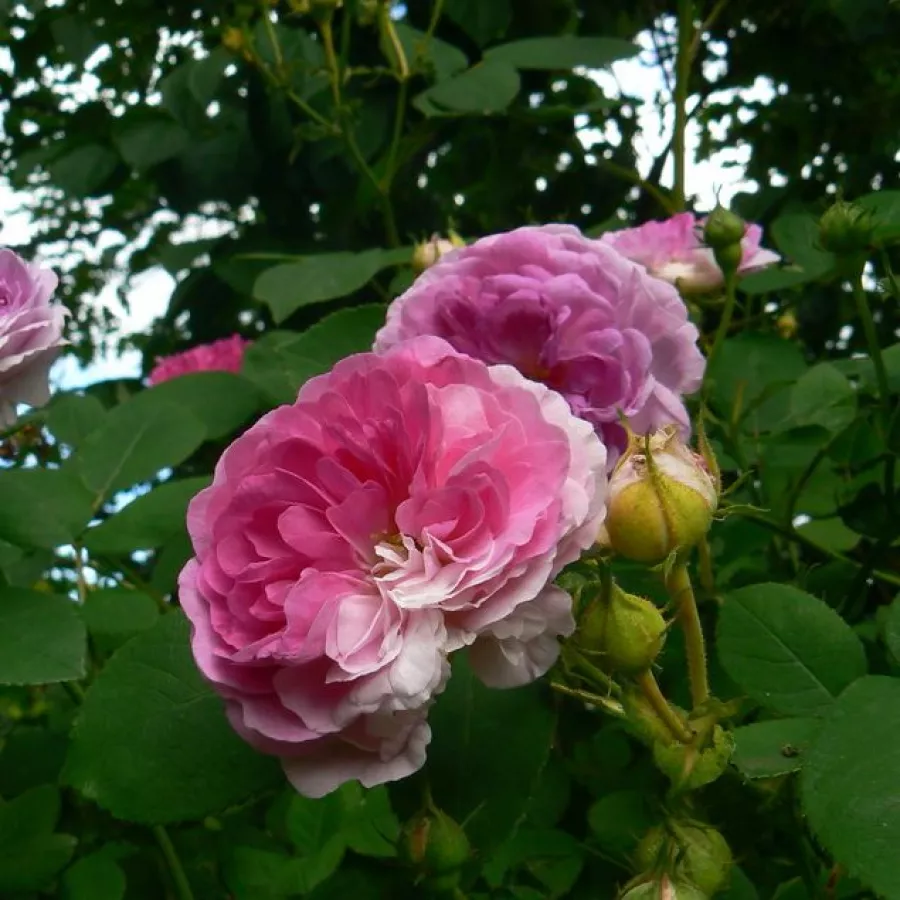 Różowy - biały - Róża - Geschwinds Orden - Szkółka Róż Rozaria