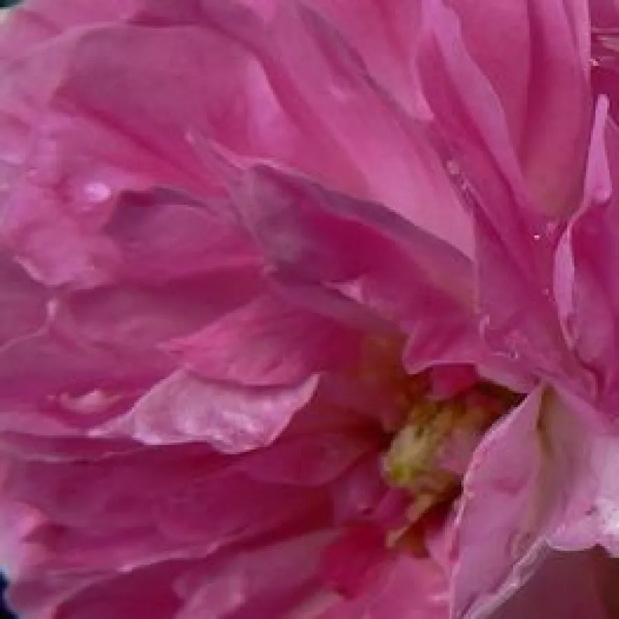 Old rose, Hybrid Multiflora - Róża - Geschwinds Orden - Szkółka Róż Rozaria