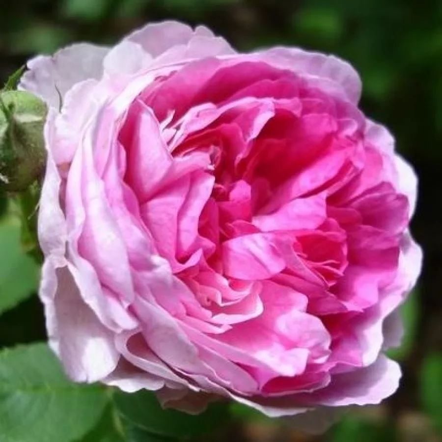 Różowy - biały - Róża - Geschwinds Orden - 