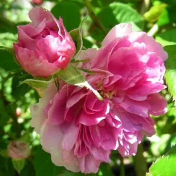 Rosa Geschwinds Orden - ružičasto - bijelo - ruže stablašice -