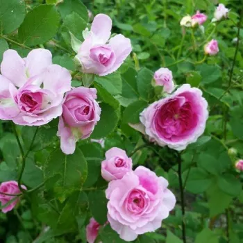 Rosa oscuro con los pétalos exteriores blancos - Rosas antiguas de jardín   (400-500 cm)